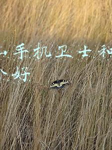 金山手机助手(吸费、盗信息、恶意操控……问题APP“陷阱”防不胜防)
