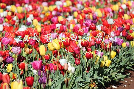 za的隔离霜(Za隔离霜的资料)