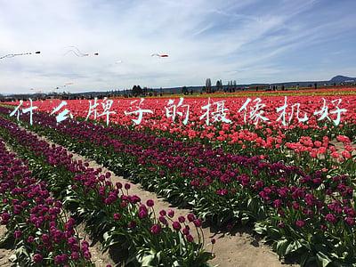 专业摄像机推荐(影像旗舰怎么选？与相机联名的手机就看这几台)