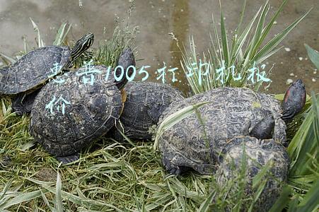 惠普1005复印机(一分钟告诉你家用打印选激光还是选喷墨)