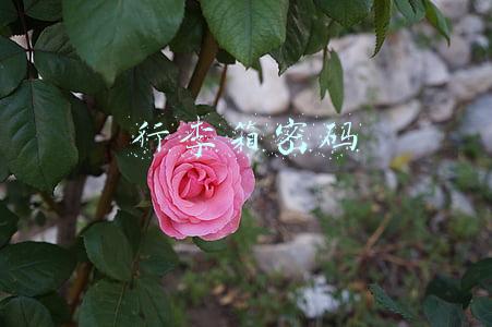 行李箱密码锁忘记密码怎么办(央视提醒：破解行李箱密码锁只需几秒钟 防盗妙招看这里)