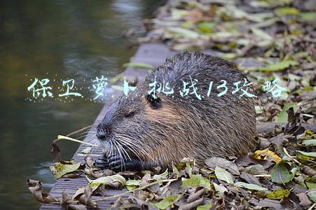 保卫萝卜挑战13攻略