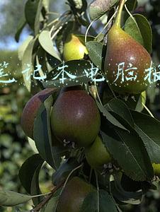 苹果电脑价格一览表(1999美元起！苹果新MacBook Pro价格公布)