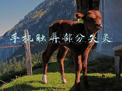手机触屏部分失灵怎么办(手机“触摸屏”失灵，到底怎么解决？)
