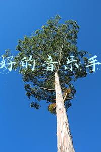最好的音乐手机
