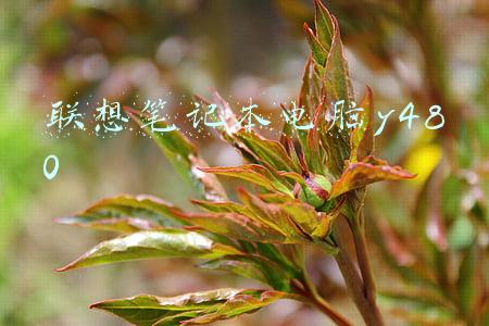 联想笔记本电脑y480怎样恢复出厂设置(摆脱束缚----飞智 黑武士X9 体感游戏手柄)