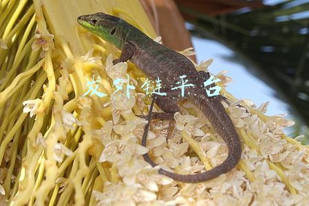 免费发外链平台(SEO作外链9个没有套路完全免费收录的分类目录网站)
