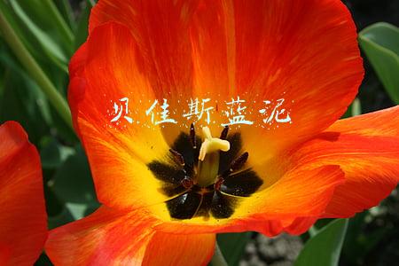 贝佳斯蓝泥