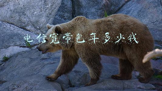 广州电信宽带包年多少钱(北京电信营业厅推出新春活动，手机售价直降并免费贴膜)