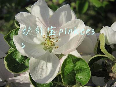 护舒宝pinkcess