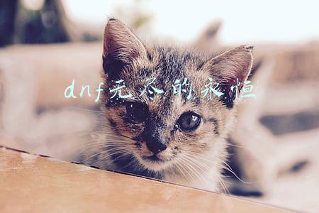 dnf无尽的永恒