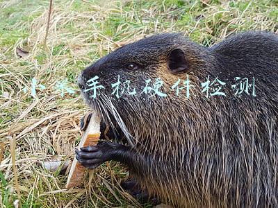 小米手机硬件检测代码及进入方法!(为何安卓手机不能看电池健康度？)