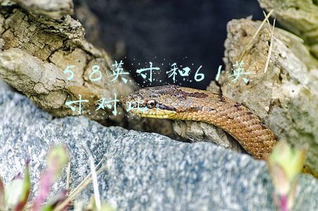5 8英寸和6 1英寸对比