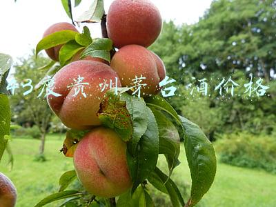 43度贵州茅台酒价格