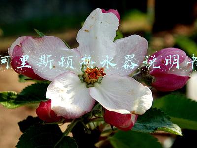 阿里斯顿热水器说明书