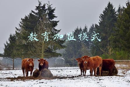 托育加盟模式(托育加盟注意这些问题，经营才能发展得更长久)