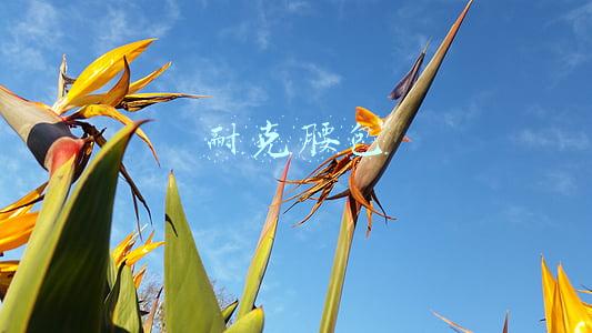 耐克腰包多少钱(雨天更要潮！NIKE推出艺术家联名腰包雨披)