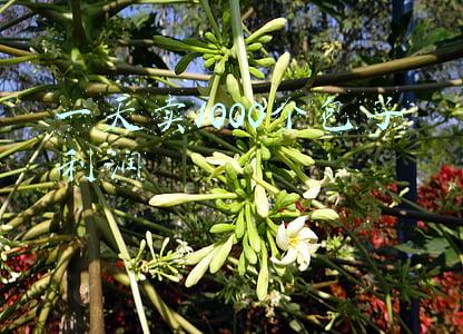 卖包子一天能挣多少钱(南京大哥开包子店，顾客吃包子免单，却能在半年内赚60万，真厉害)