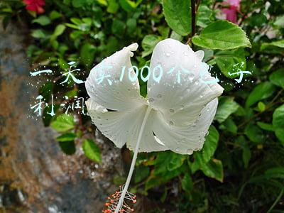 包子利润(广东老板卖包子，靠“55杯豆浆”，8天收款8万元，赚钱手段教给你)
