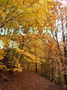2019天猫双11销售额造假(天猫双11成交2684亿是造假？最新回应来了)