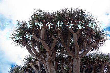 电动汽车哪个牌子的质量最好(远超特斯拉！新能源车最新销量榜出炉：比亚迪连翻三倍，蝉联第一)