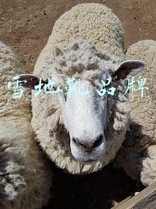 雪地靴品牌有哪些(时尚雪地靴哪个牌子好？六大时尚女靴优先选)