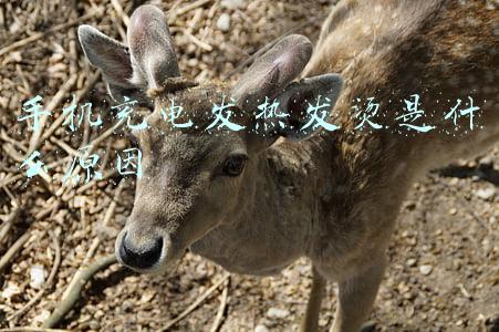 为什么手机充电会发烫(手机充电发热很烫是怎么回事 手机充电记住三不要)