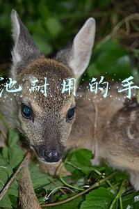 电池耐用的手机