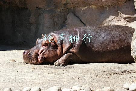铃声排行