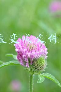 u盘变成文件夹图标,打不开了(U盘文件夹为空恢复方法，恢复U盘的空白文件夹)