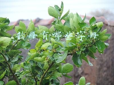 后鼻音韵母有哪些字母(后鼻韵母一共4个ang，eng，ing，ong如何发音？)