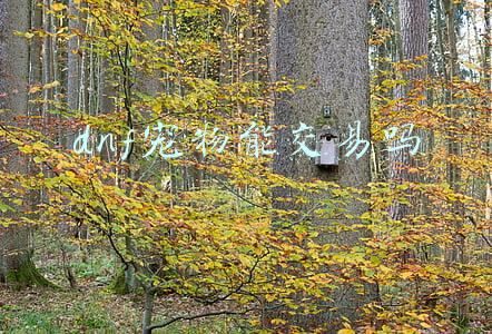 dnf2021宠物可以交易吗(DNF2021五一礼包内容汇总 光环礼盒可交易)