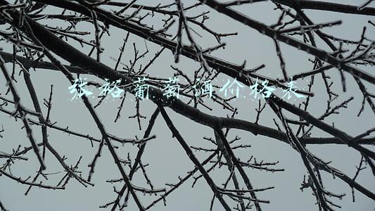 张裕葡萄酒价格表