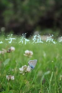 兔子养殖成本与利润(兔子一年能生8窝，繁殖如此多，农民为啥不养殖兔子致富？)
