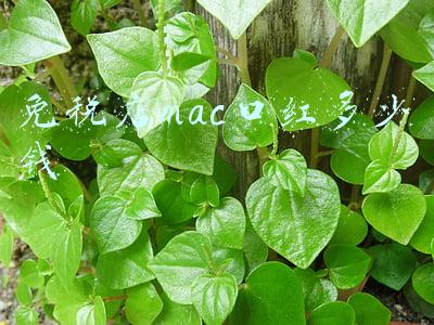 mac口红专柜多少钱-mac口红专卖店多少钱
