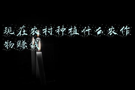 现在农村种植什么农作物赚钱