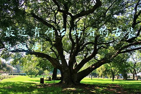 最近有什么好看的古装电视剧