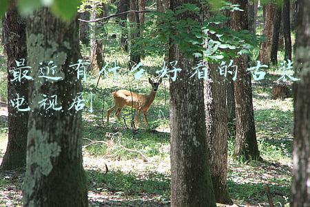最近有什么好看的古装电视剧