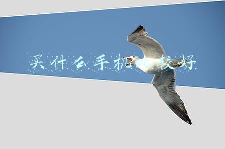 买什么手机比较好