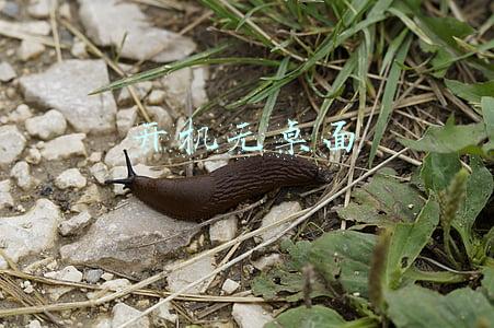 开机无桌面