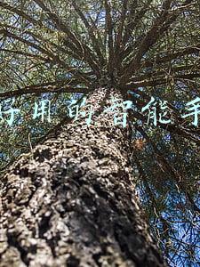 好用的智能手机排行榜(中国智能手机TOP5座次重排，vivo第一、华为跌出前五)
