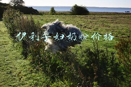 伊利孕妇奶粉价格