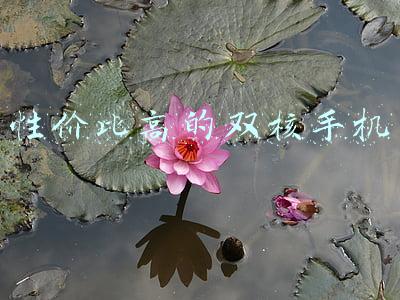 八核手机性价比排名(八核已是白菜价 最便宜八核手机看这里)