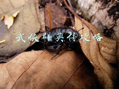 武侠群英传第四章攻略(3本武侠接龙小说，武侠名家群英会，可惜水平让人不敢恭维)