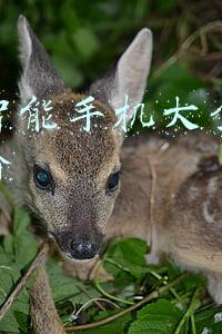 联想智能手机大全图片及报价