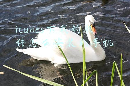 itunes下载的软件怎么安装到手机 itunes下载的软件怎么安装到手机