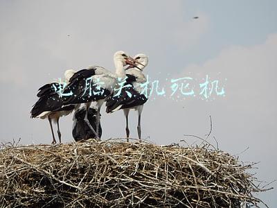 电脑关机死机重启(电脑出现死机重启蓝屏怎么办？教大家几招自已轻轻松松搞定)