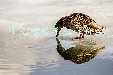 千元智能手机性价比
