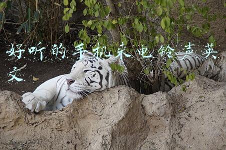 好听的手机来电铃声英文