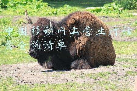 中国移动网上营业厅话费查询清单